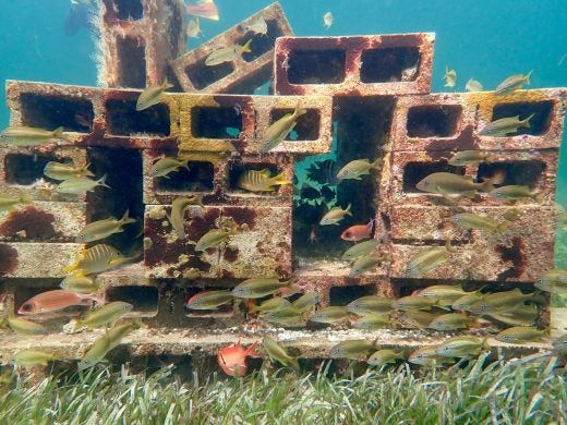 Reef built in June 2021 in Bahamas