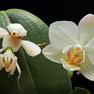 An orchid mantis (Hymenopus coronatus) sits beside an orchid flower. Image credit: Igor Siwanowicz