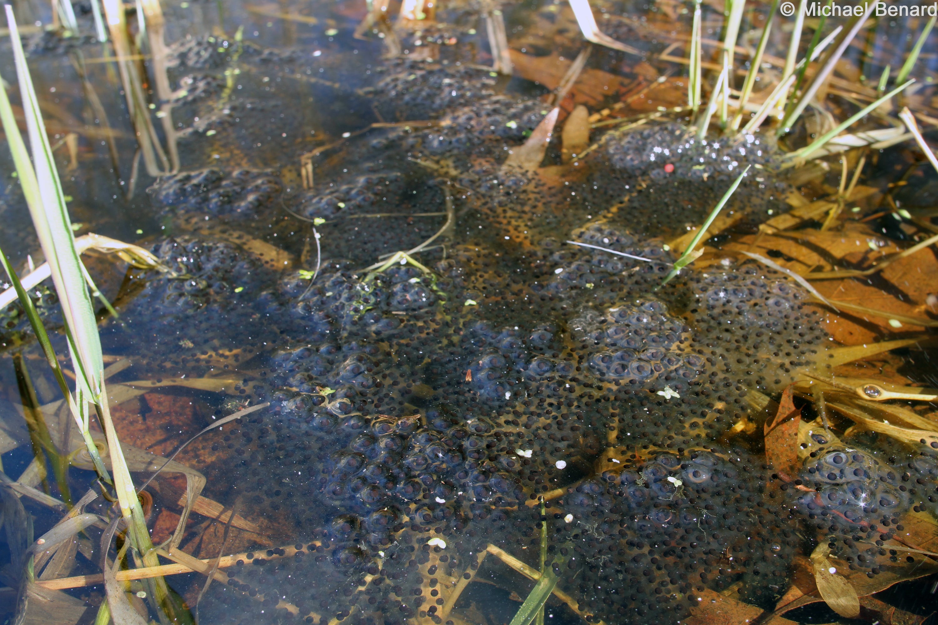 Wood Frogs Calling And Laying Eggs Week Of April 8 Edwin - 