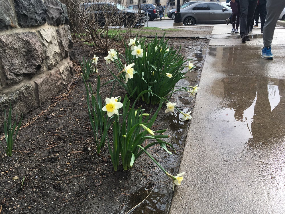 photo of daffodils