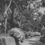 Black and white photo of a garden