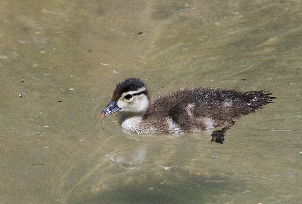 wood duck chick