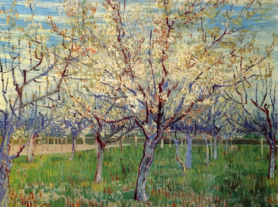 apricot orchard painted by van gogh