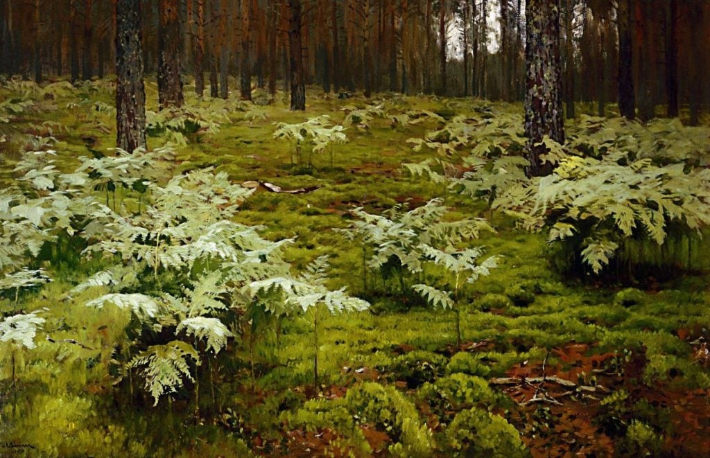 ferns in a forest photograph