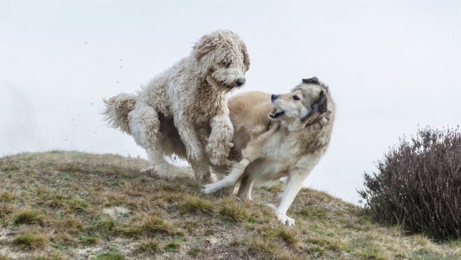 Two dogs playing on top of brownish grass