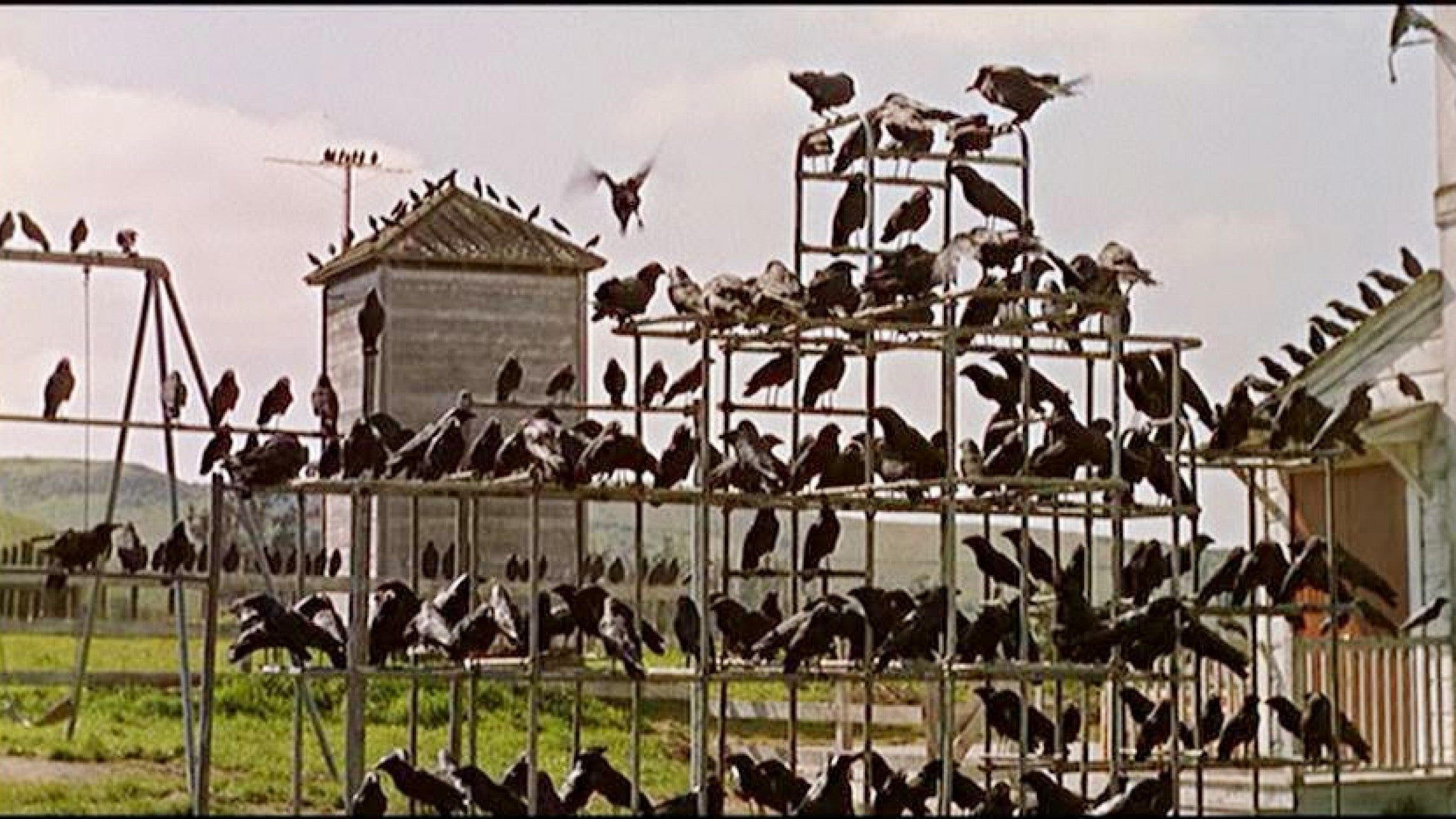 Frame of crows from Hitchcock's "The Birds"