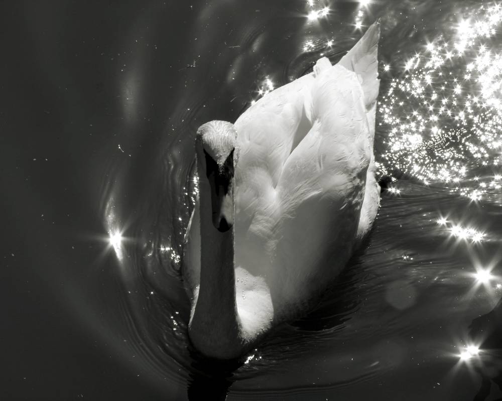 b&w photograph of a swan swimming