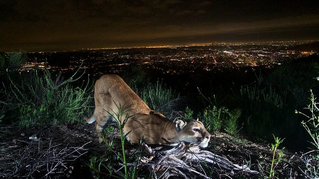 A mountain lion stretching, behind and below it are the city lights at night.