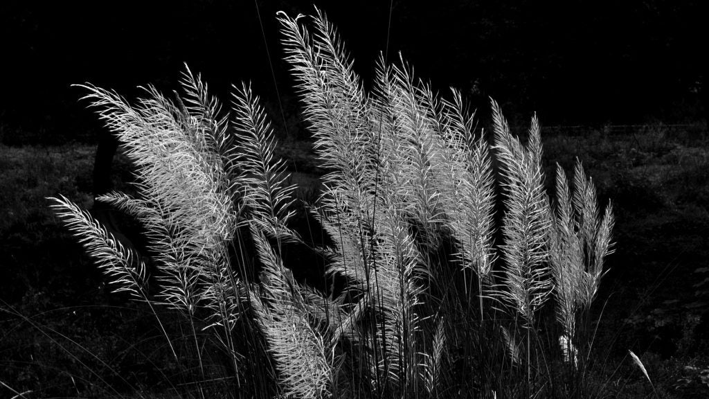 Kans grass, Black and white image.