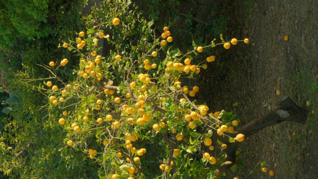 A small lemon tree with numerous ripe yellow lemons growing on its branches, surrounded by green foliage and soil, evokes the vibrant citrus groves of Beit Lahia.