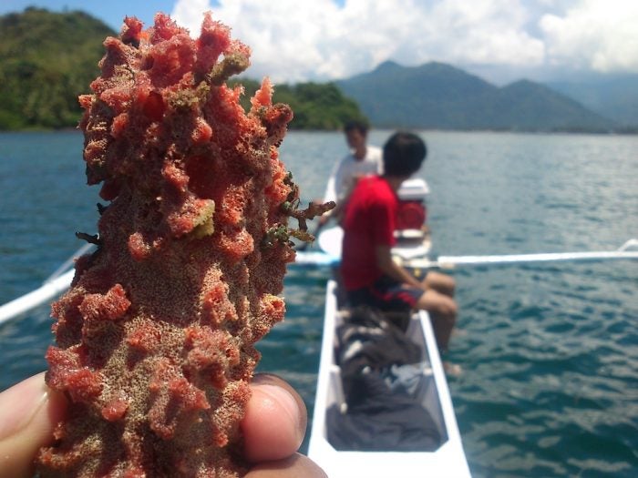 coral chunk
