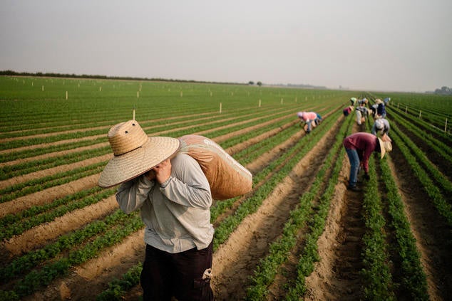 Carrots are picked near Arvin, Calif., Aug. 20, 2020. (Brian L. Frank/The New York Times)